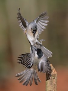 Fighting Paridae