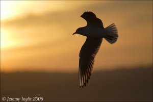 Black-headed Gull in flight