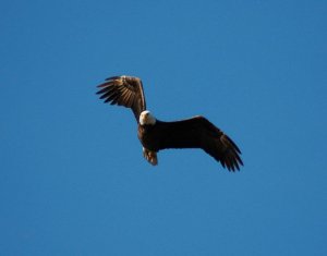 Bald eagle in flight