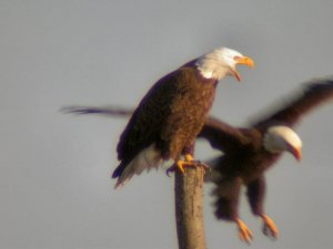Bald eagle landing
