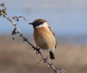 Stonechat