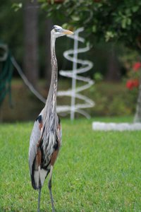 Great Blue Heron