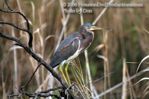 Tricolored Heron