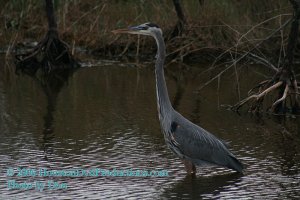 Great Blue Heron