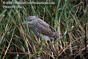 Black Crowned Night Heron (Juvenile)