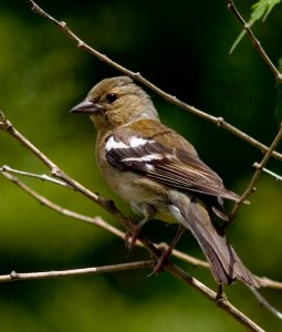 Female Chaffinch