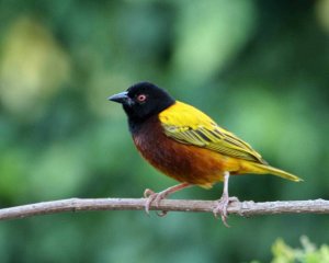 male Golden-backed Weaver (Ploceus jacksoni)