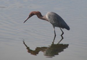 Reddish Egret