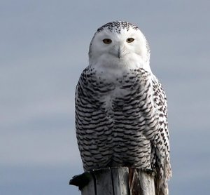 Snowy Owl