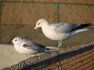 Bonapart_s_and_Ring-billed_Gulls