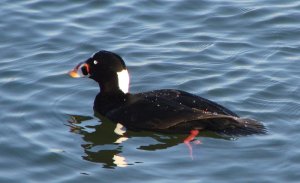 Surf Scoter