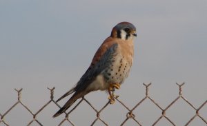 American Kestrel