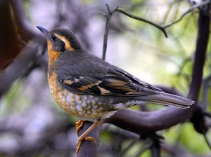 Varied thrush invasion!