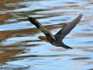 Pygmy Cormorant