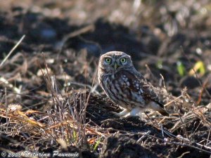 Little Owl