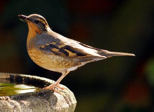 Varied thrush wants a drink