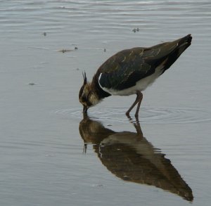 lapwing reflection