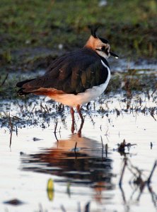 Reflective Lapwing