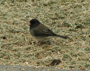 Dark-eyed Junco