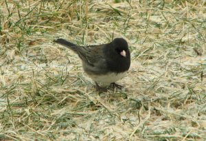 Dark-eyed Junco