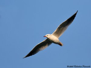 Black-headed gull