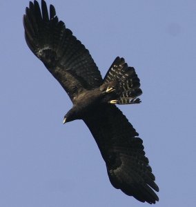 black eagle