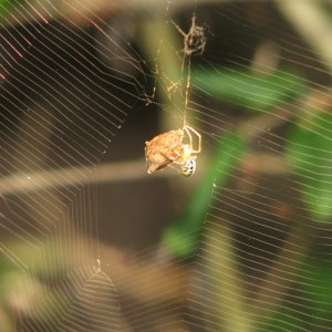Spider web   small spider