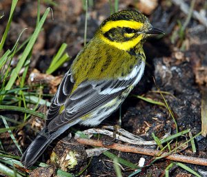 Another Townsends warbler