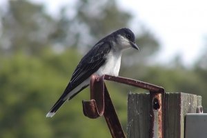 Eastern Kingbird