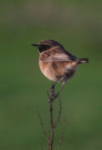 Male Stonechat