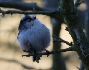 Long Tailed Tit