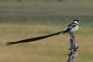 Pin-tailed Whydah