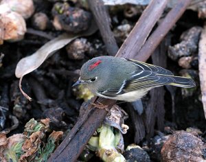 Kinglet among the rotting veggies