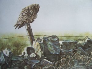 Short-eared Owl painting