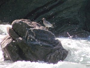 Surfbird