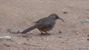 california_thrasher