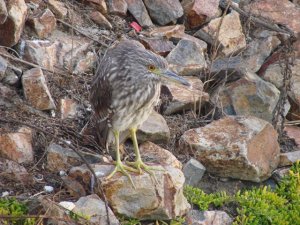 Black-crowned Night-Heron