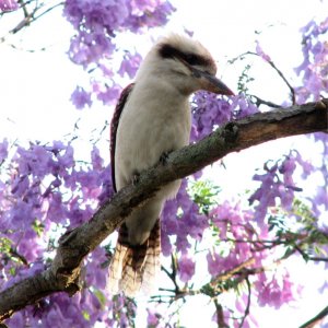 kookaburra on jacaranda