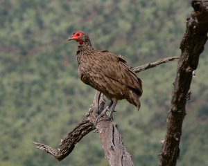 Swainson's Spurfowl