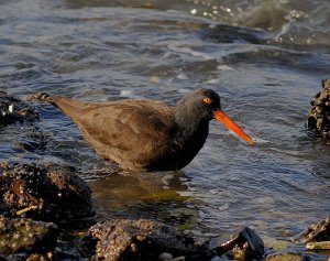 Black oystercatcher