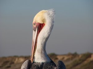 Brown Pelican