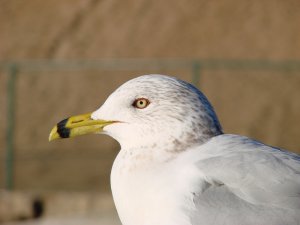 Ring-billed Gull