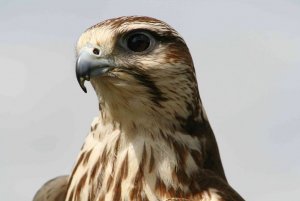 Buzzard, I think