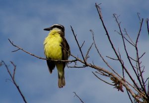 Great Kiskadee