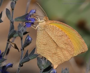 Tailed Orange Butterfly