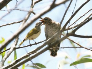 Brush Cuckoo and host White-throated Honeyeater