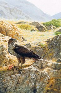 Bonelli's eagle with Prey