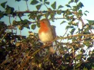 spring robin