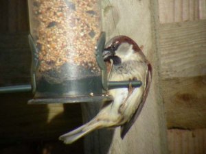 Garden_Housesparrow