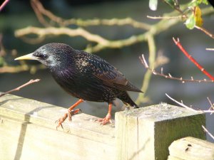 starling